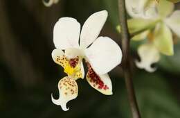 Image of Orchid