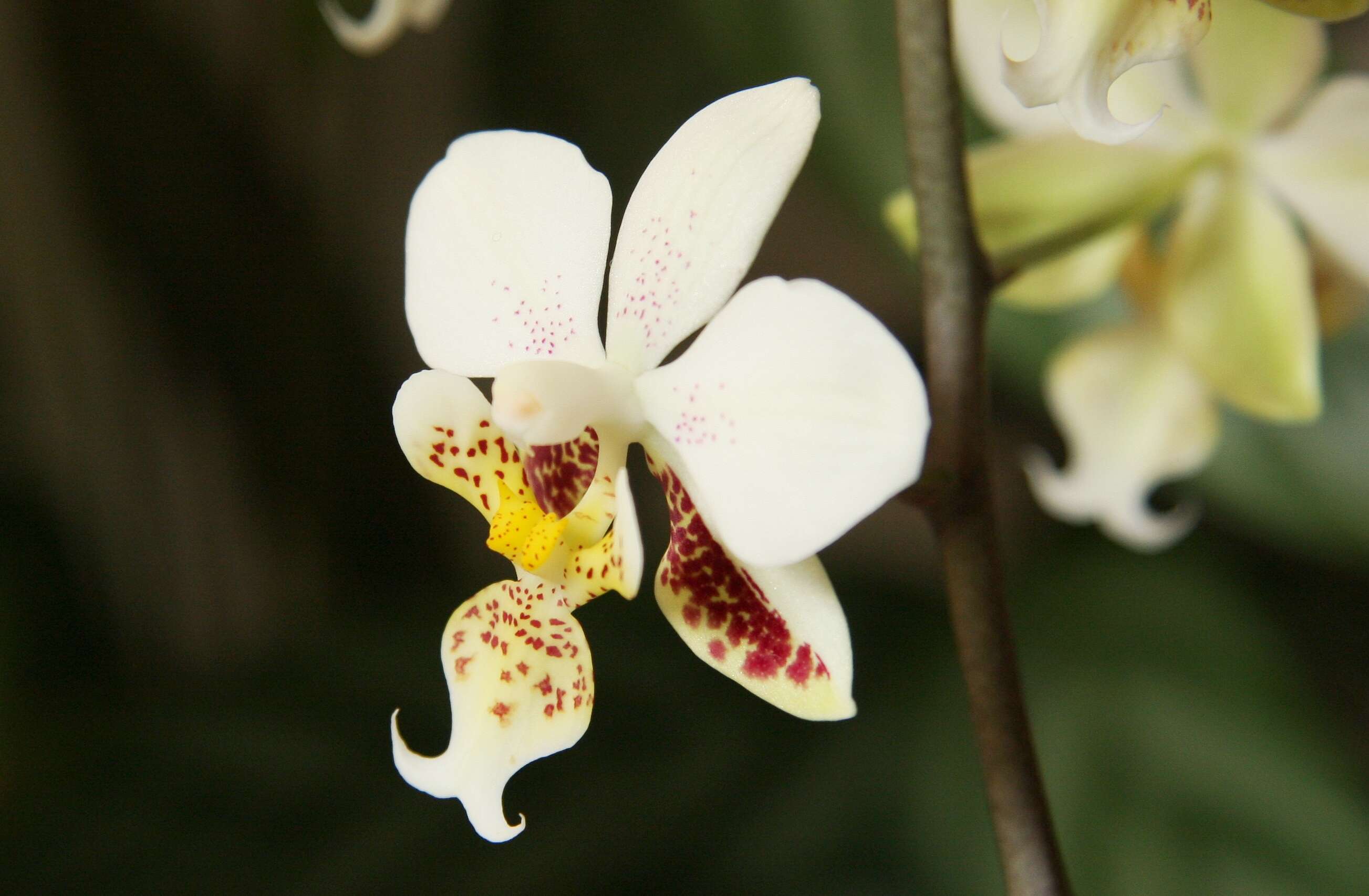 Image of Orchid