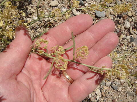 Image de Lepidium fremontii S. Watson