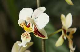 Image of Orchid