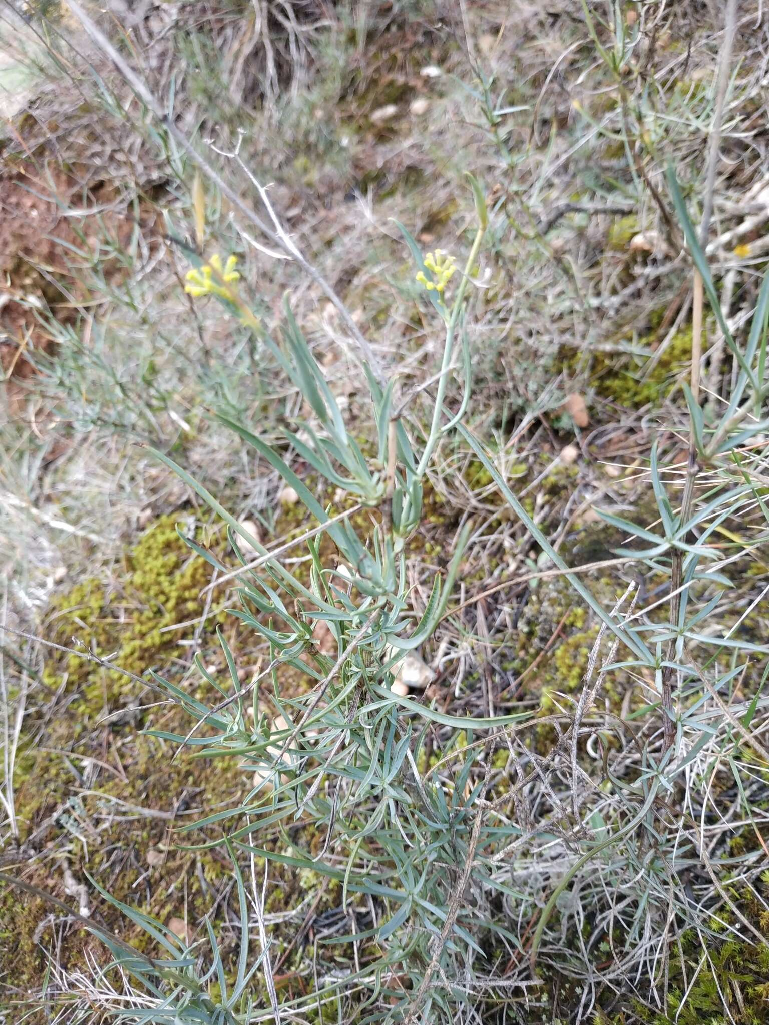 Image of Bupleurum fruticescens Loefl. ex L.