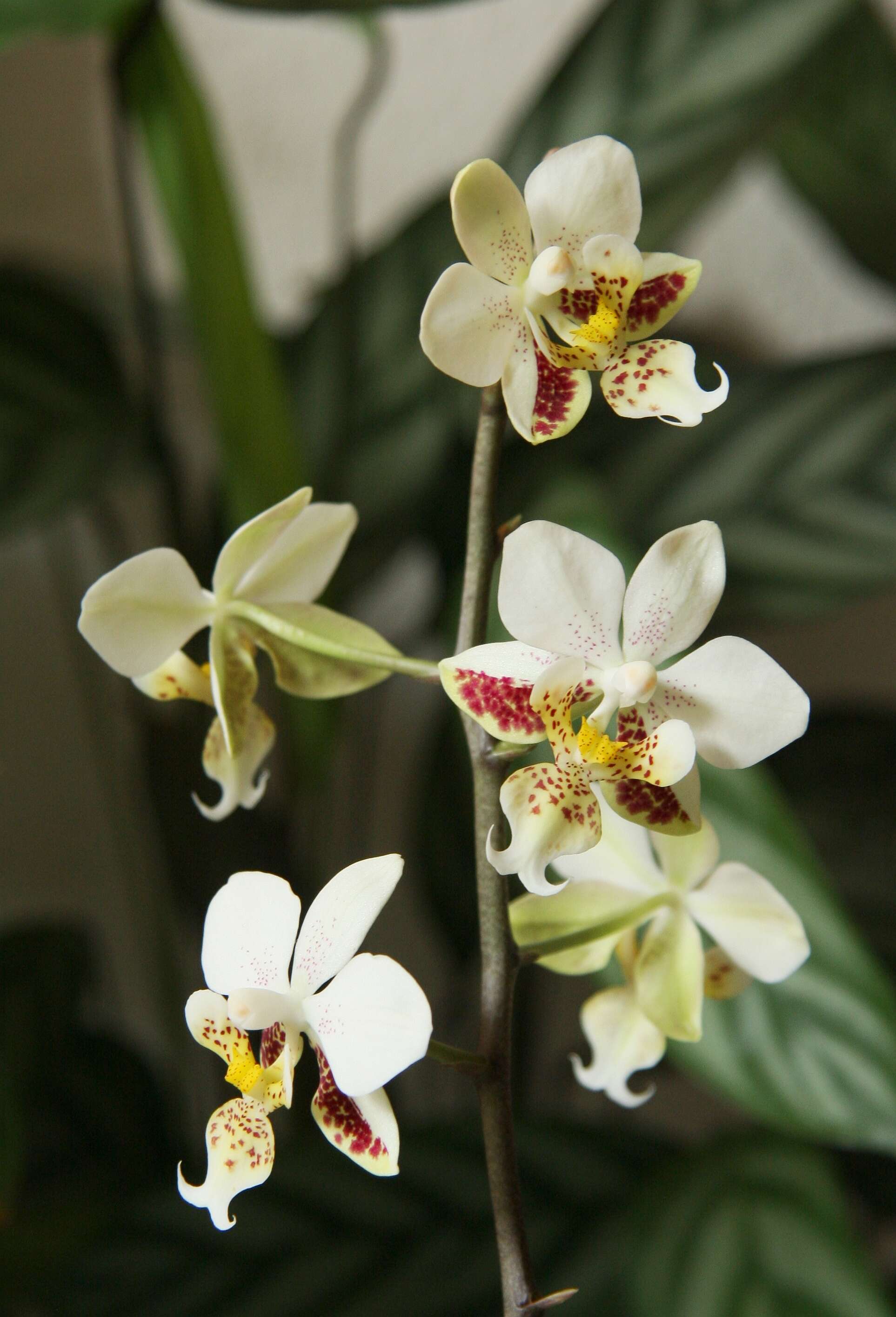 Image of Orchid