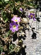 Image de Polemonium pulcherrimum subsp. pulcherrimum