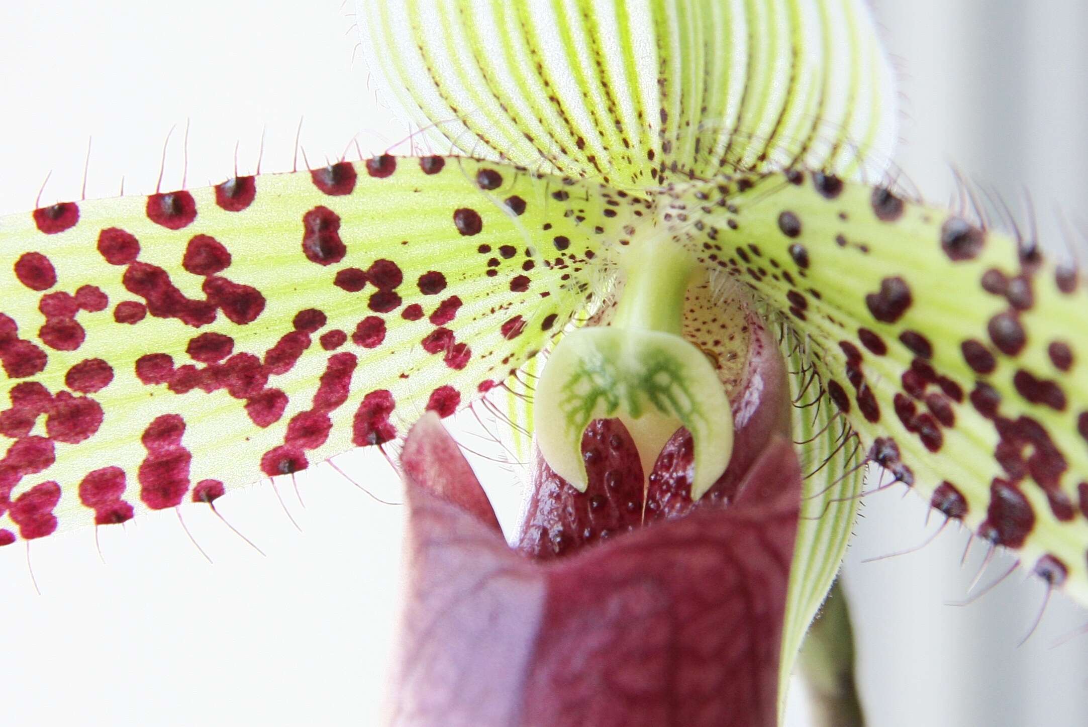 Sivun Paphiopedilum sukhakulii Schoser & Senghas kuva