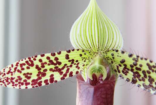 Image of Sukhakul's Paphiopedilum