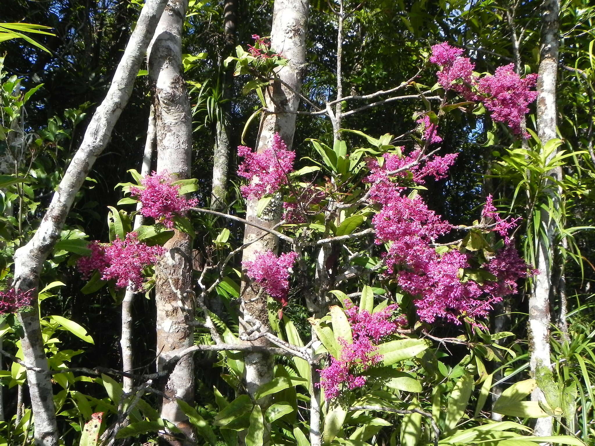 Imagem de Tapeinosperma squarrosum Mez