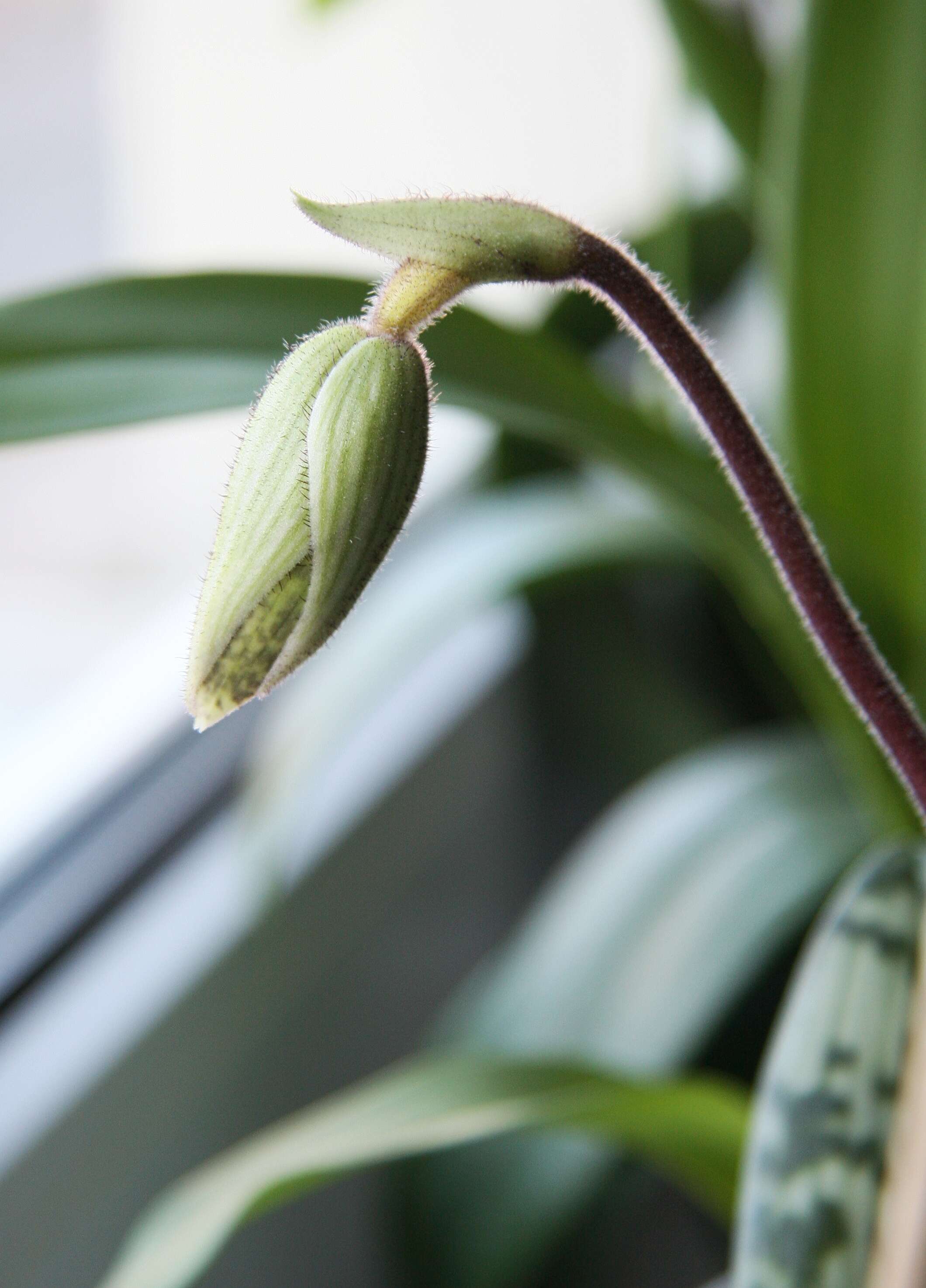 Image of Sukhakul's Paphiopedilum