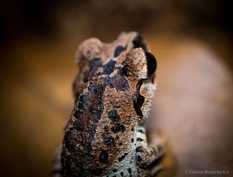 Image of Leptobrachium ingeri Hamidy, Matsui, Nishikawa & Belabut 2012