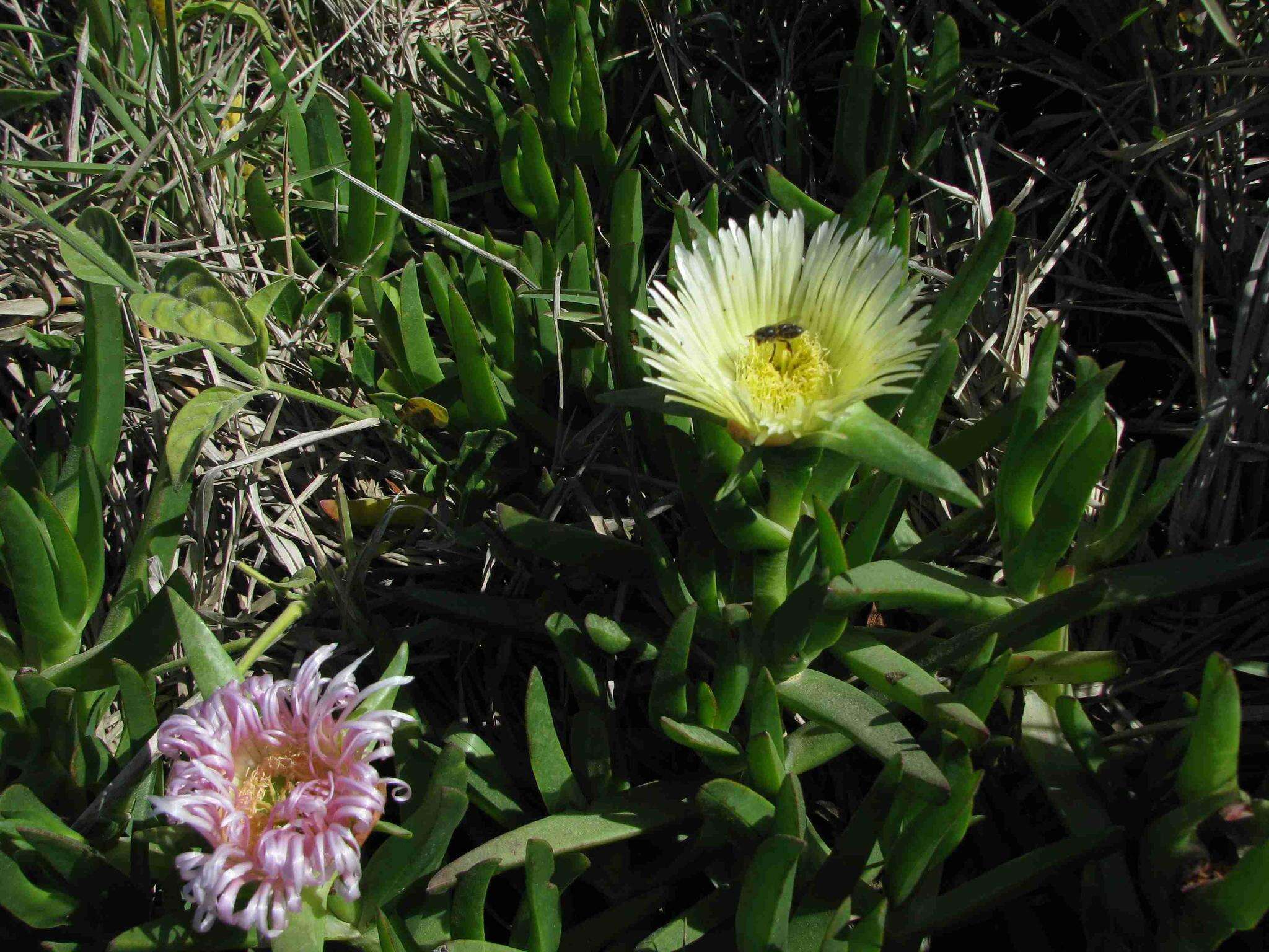 Слика од Carpobrotus edulis subsp. edulis