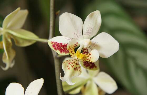 Image of Orchid