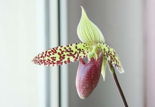 Sivun Paphiopedilum sukhakulii Schoser & Senghas kuva