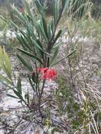 Imagem de Grevillea oleoides Sieber ex Schult.