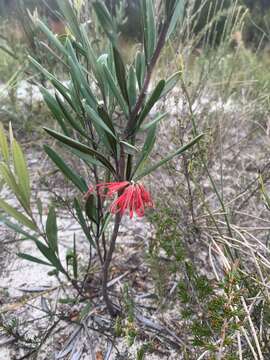 Image of Grevillea oleoides Sieber ex Schult.