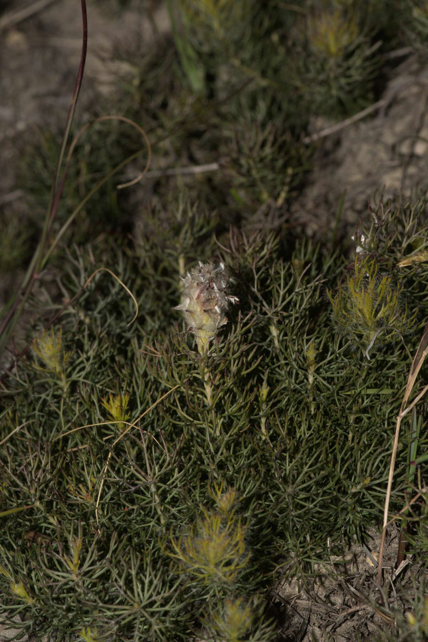 Image of Serruria cyanoides (L.) R. Br