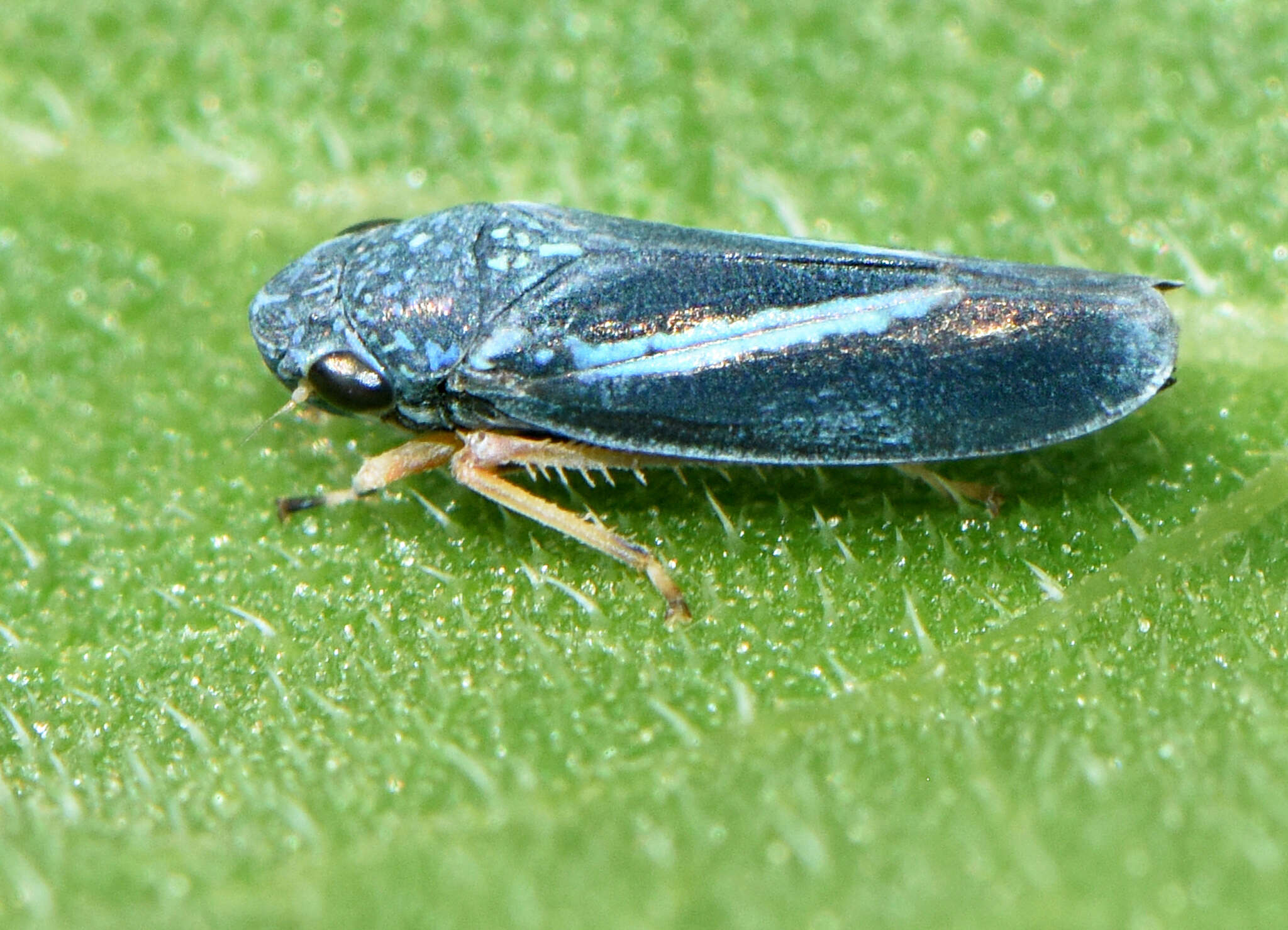 Graphocephala lugubris (Signoret 1854)的圖片