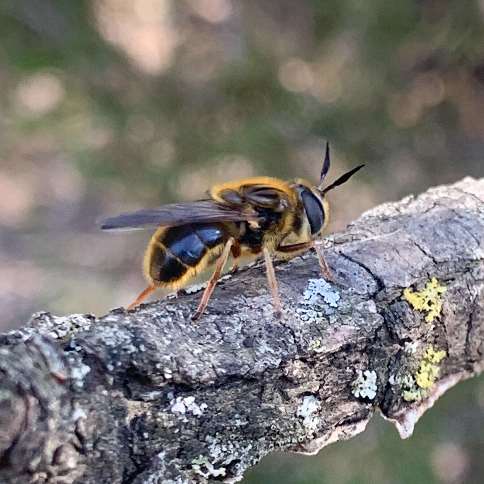 Image of Callicera erratica (Walker 1849)