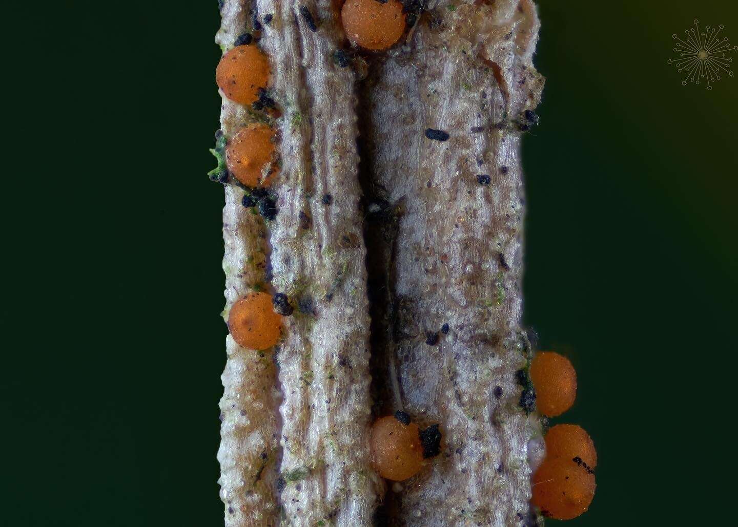 Image of Xanthonectria pseudopeziza (Desm.) Lechat, J. Fourn. & P.-A. Moreau 2016