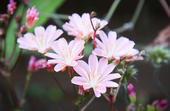 Image of Siskiyou lewisia