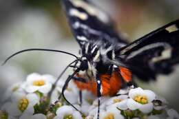 Imagem de Hecatesia thyridion Feisthamel 1839