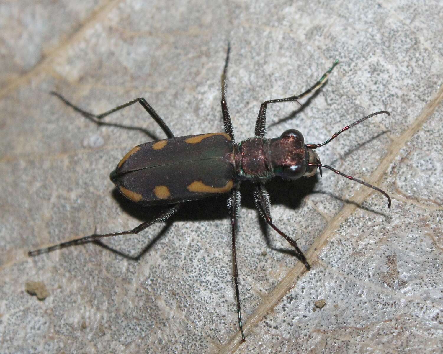 Image de Cicindela (Ancylia) guttata Wiedemann 1823