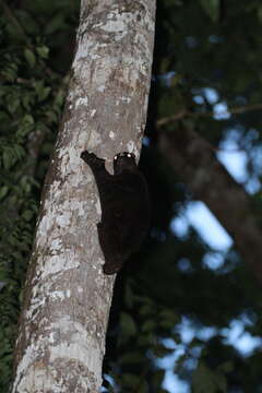 Image of Philippine Flying Lemurs