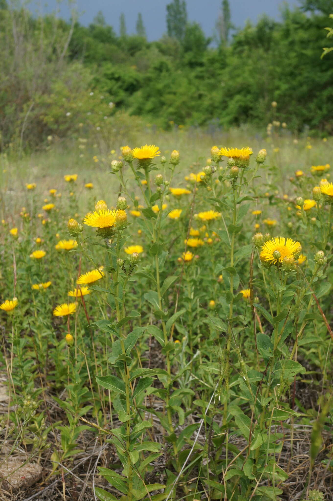 Plancia ëd Pentanema asperum (Poir.)