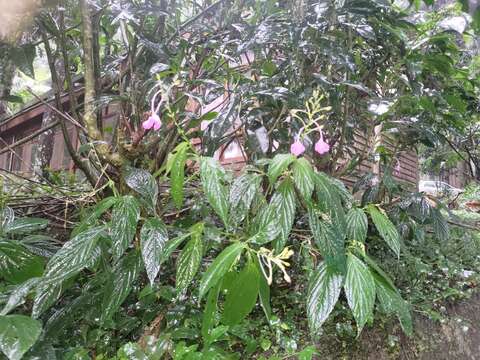 Image of East-Himalayan Bell-Bush