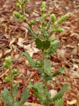 Image of sawtooth goldenbush