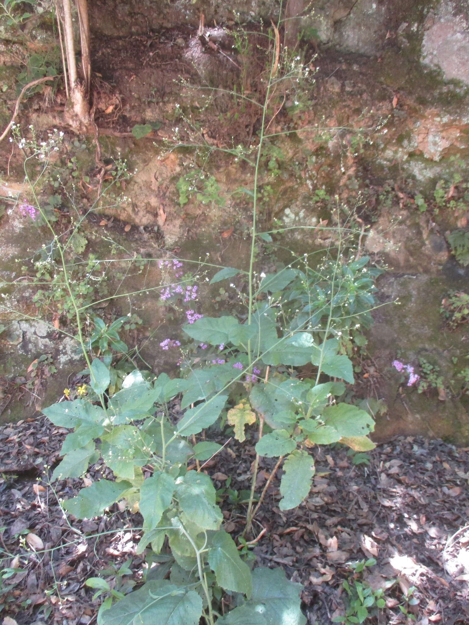 صورة Crambe strigosa L'Hér.