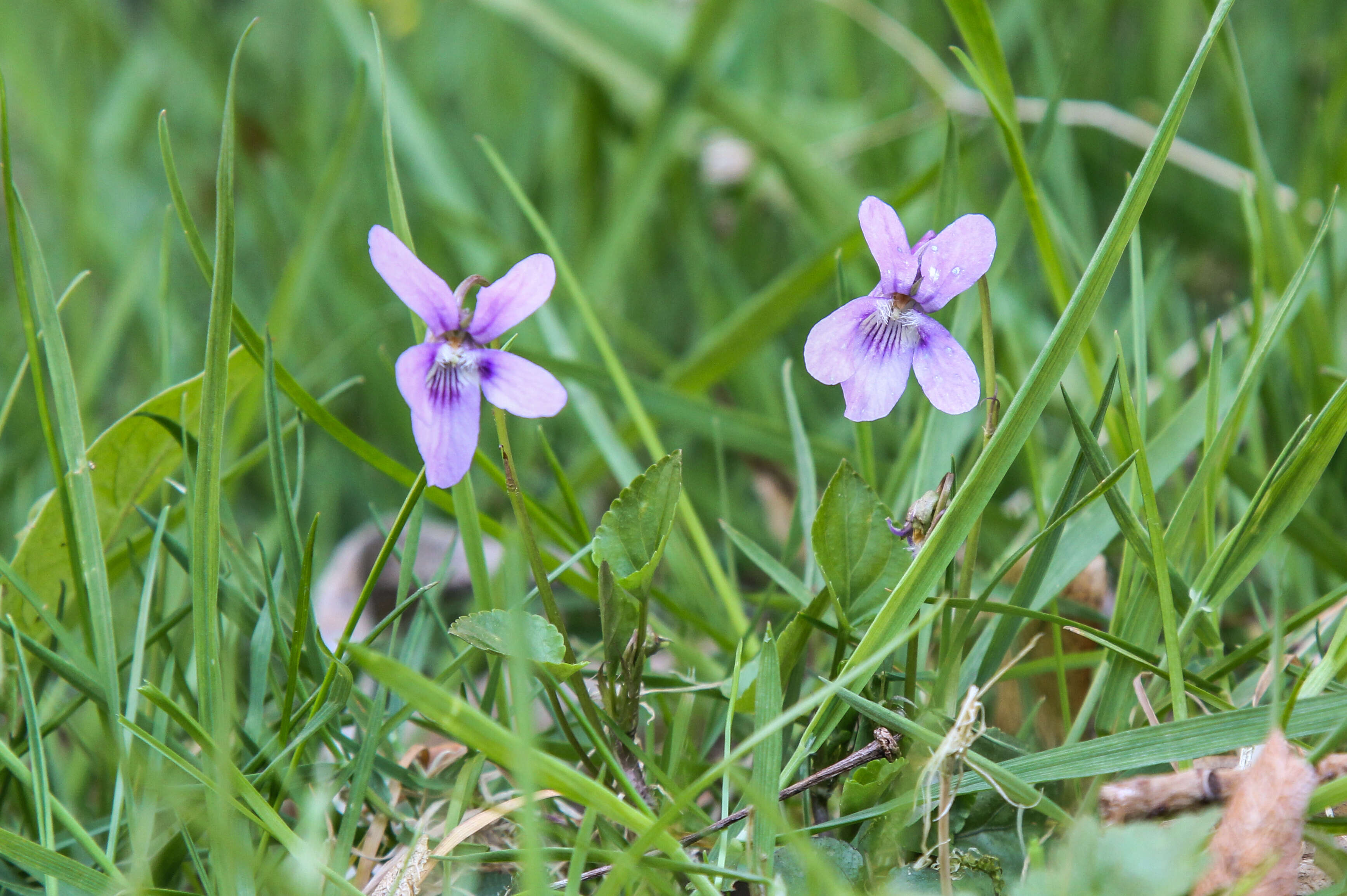 Image of common dog-violet