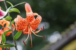 Image of Tiger lily