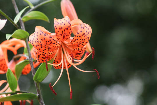 Image of Tiger lily