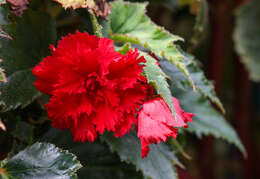 Слика од Begonia tuberhybrida Voss