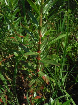 صورة Ammannia latifolia L.