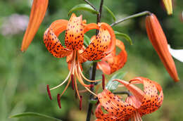 Image of Tiger lily