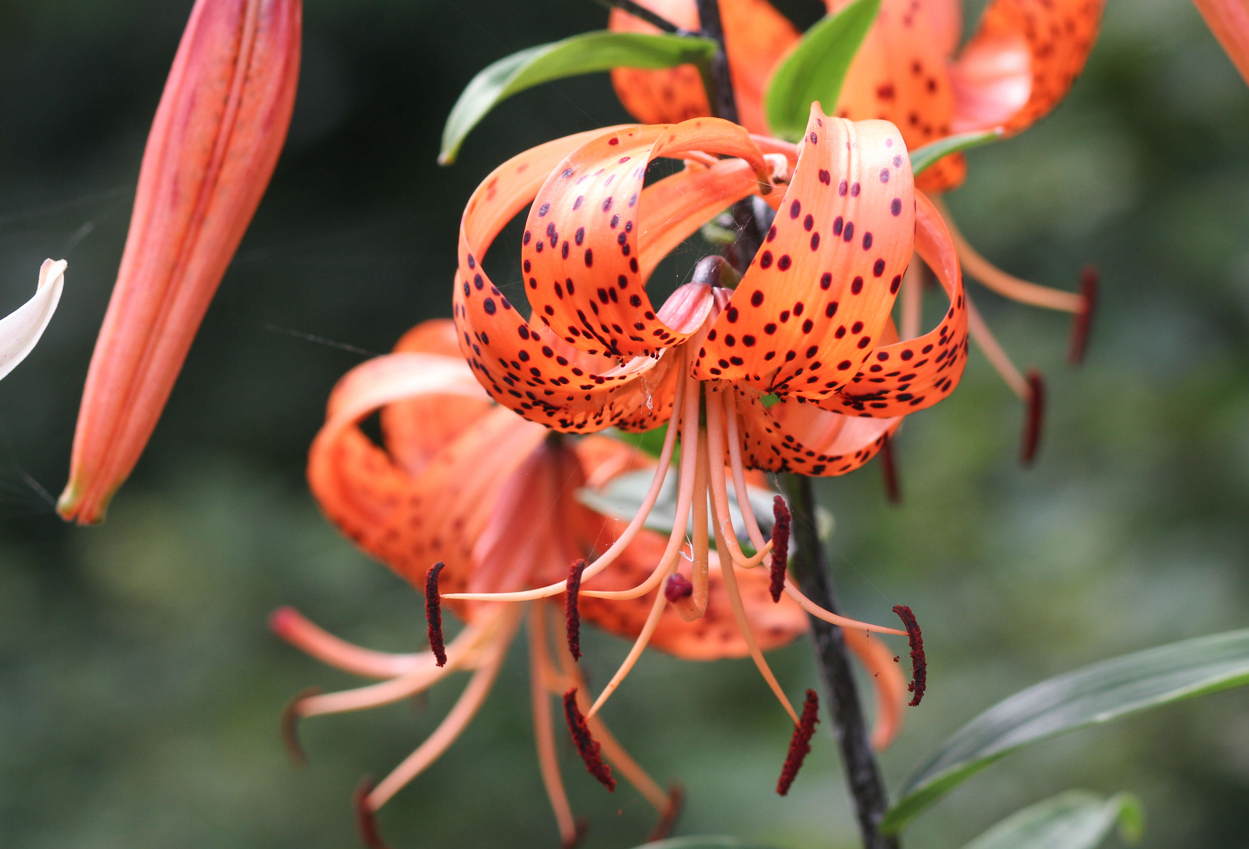 Image of Tiger lily