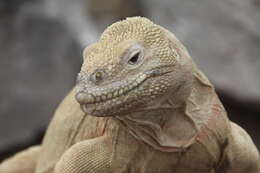 Image of Santa Fe Land Iguana