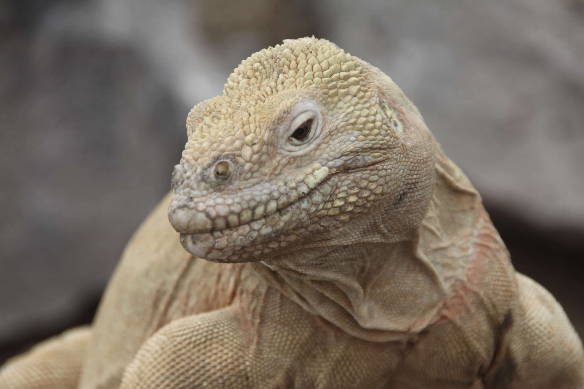 Image de Iguane terrestre de l'île Santa Fe