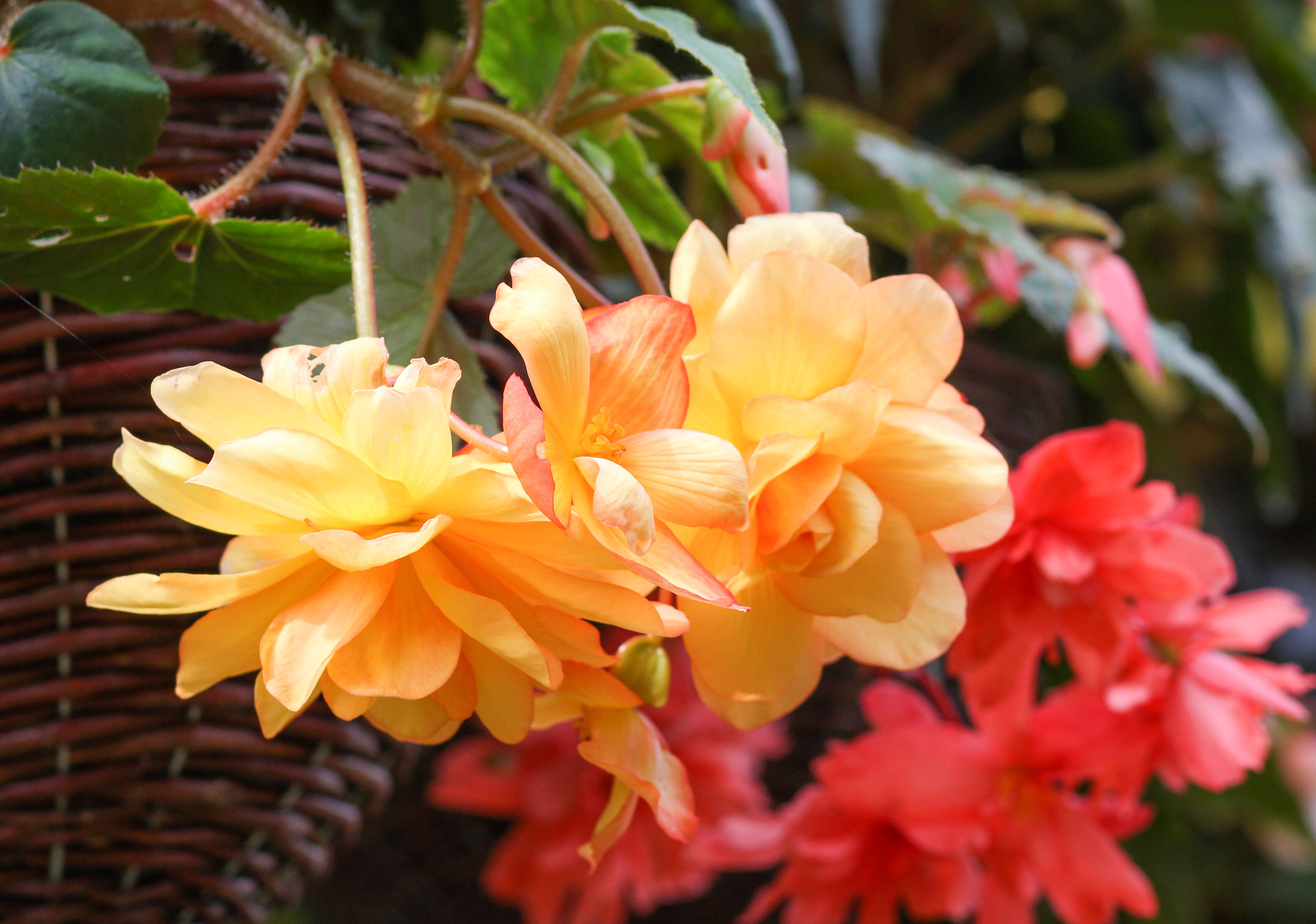 Image of Begonia tuberhybrida Voss