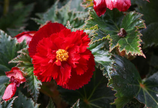 Слика од Begonia tuberhybrida Voss