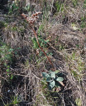 Image of Goniolimon speciosum (L.) Boiss.