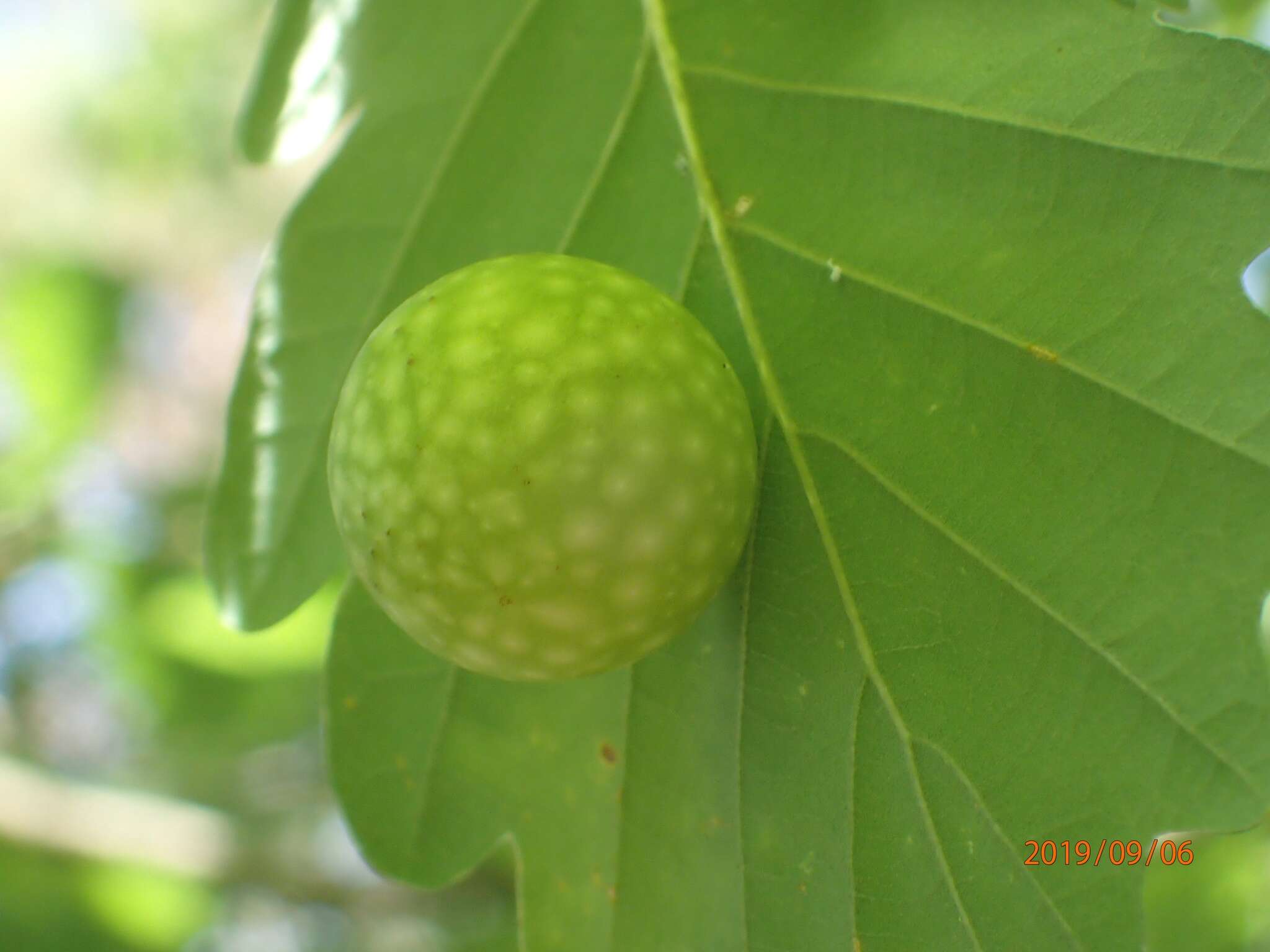 Image of cherry gall