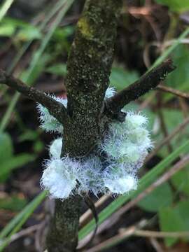 Image of Heterodermia comosa (Eschw.) Follmann & Redón