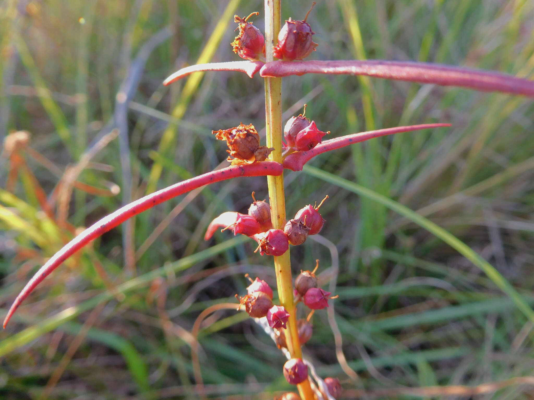 صورة Ammannia coccinea Rottb.