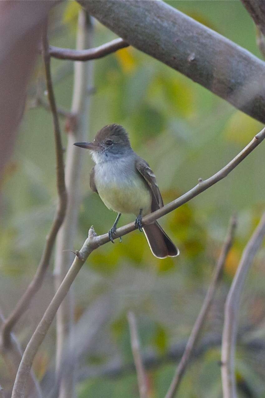 Image of Venezuelan Flycatcher