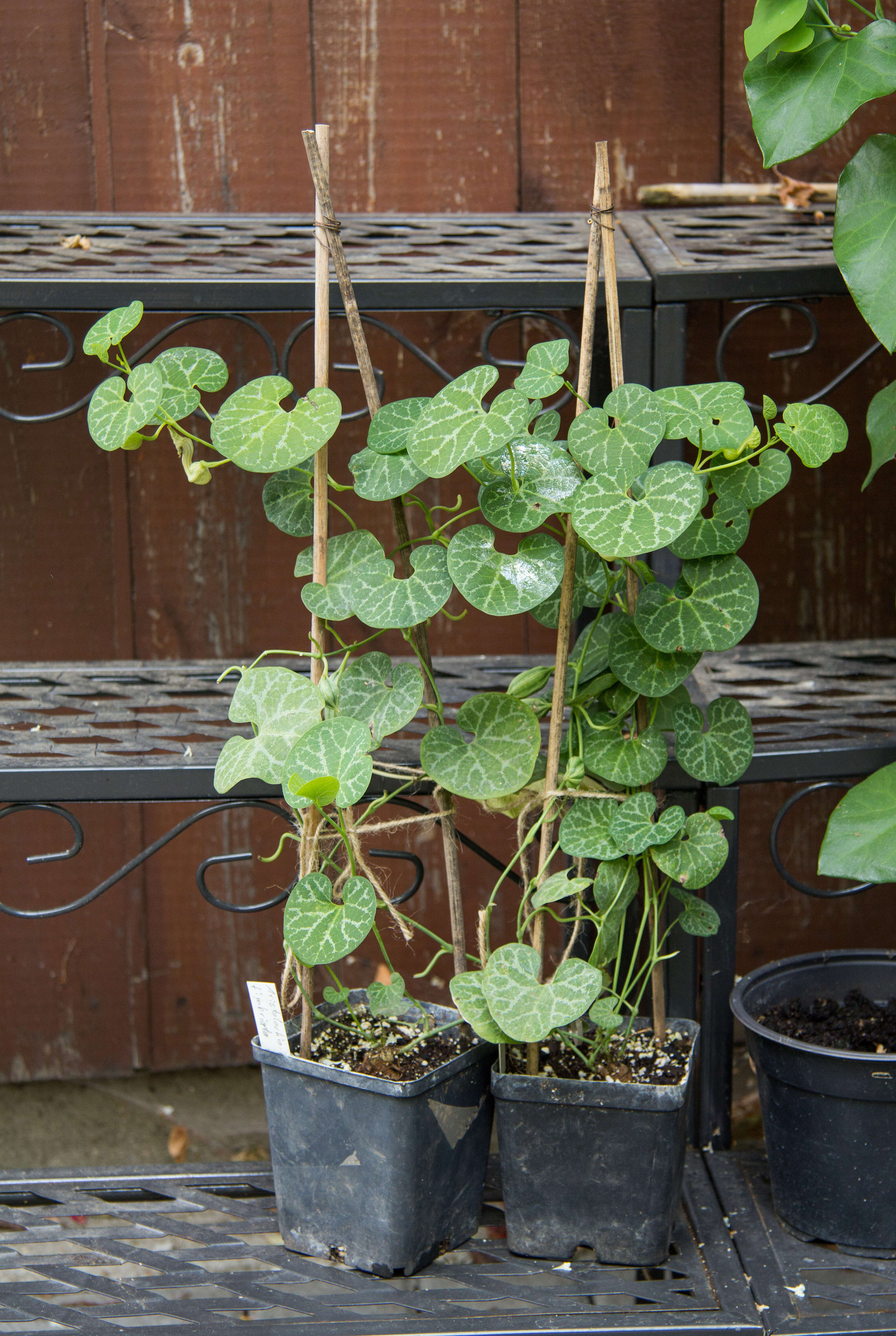 Image of White Veined Hardy Dutchman's Pipe