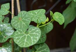 Image of White Veined Hardy Dutchman's Pipe