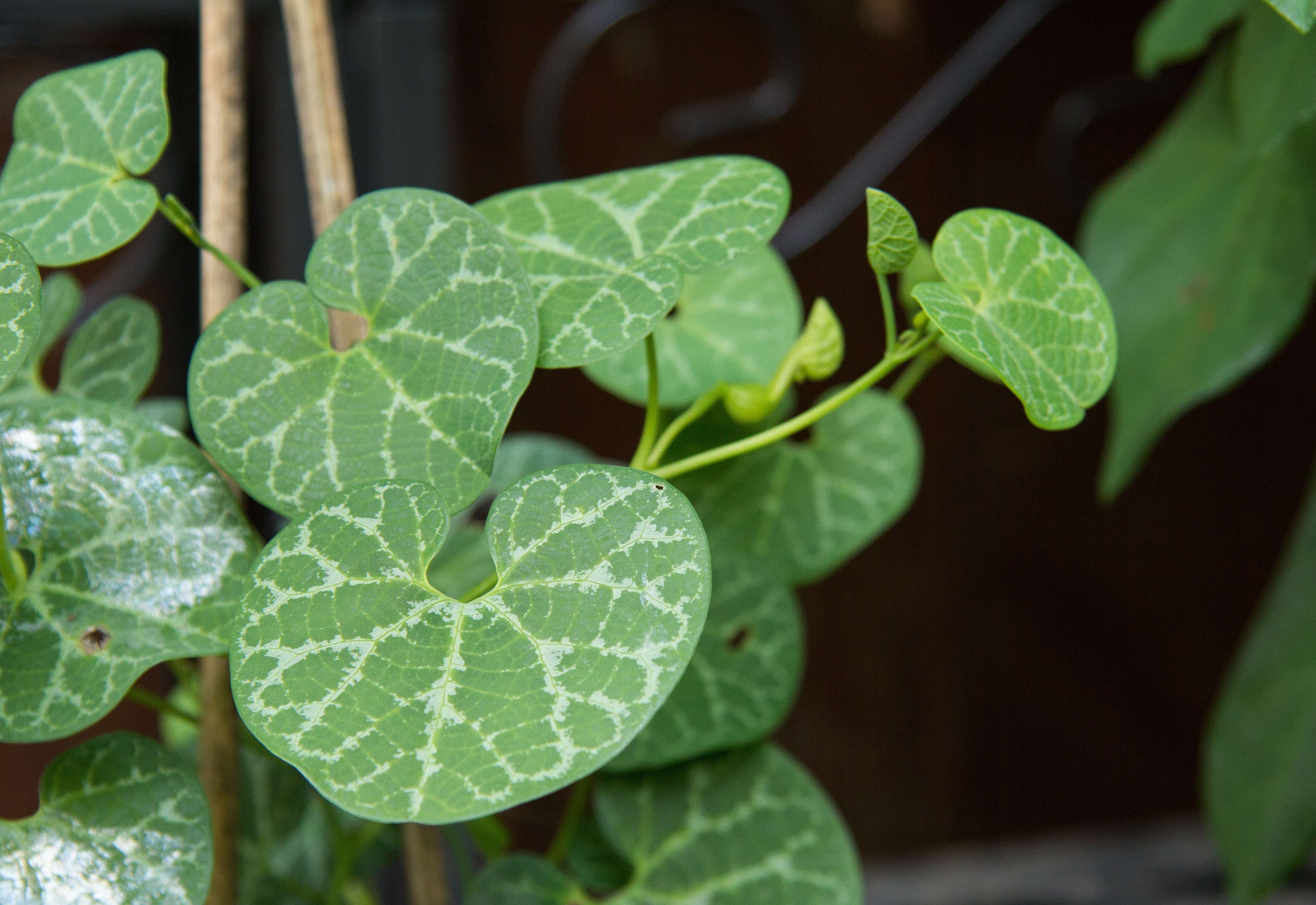 Image of White Veined Hardy Dutchman's Pipe