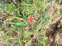 Image of Round-seeded Vetchling