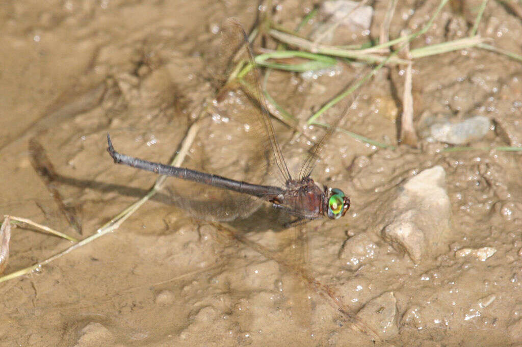 Image of Mocha Emerald